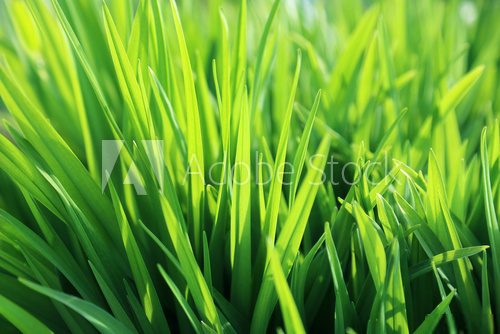 Fresh green plant  Trawy Fototapeta