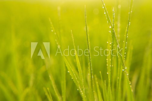 background grass macro  Trawy Fototapeta