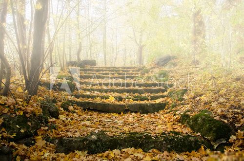 Herbst, Treppe im Nebel, Weg nach oben  Schody Fototapeta