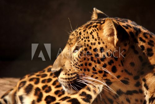 leopard panther looking  on tree  Afryka Fototapeta