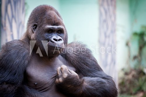Gorille des plaines  Afryka Fototapeta