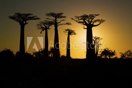 Sunset and baobabs trees  Afryka Fototapeta