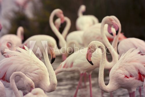 Beautiful pink flamingos  Afryka Fototapeta