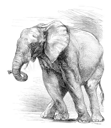 Profil Elephant  Afryka Fototapeta
