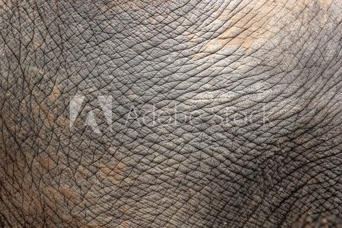 Closeup of elephant skin  Afryka Fototapeta