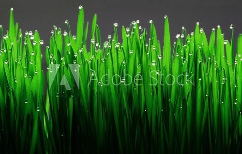 grass with water drops  Trawy Fototapeta