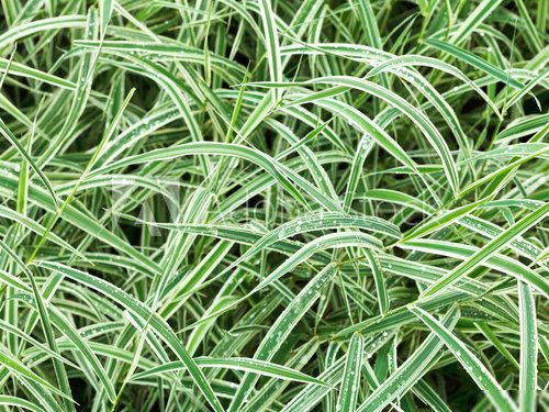 natural background from wet green leaves of Carex  Trawy Fototapeta