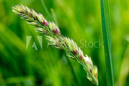 Nature Background Grass  Trawy Fototapeta