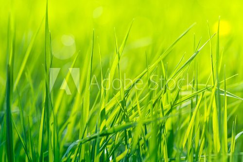 Spring Grass  Trawy Fototapeta