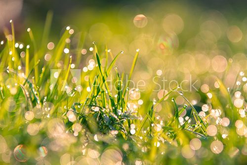 Close up of grass  Trawy Fototapeta