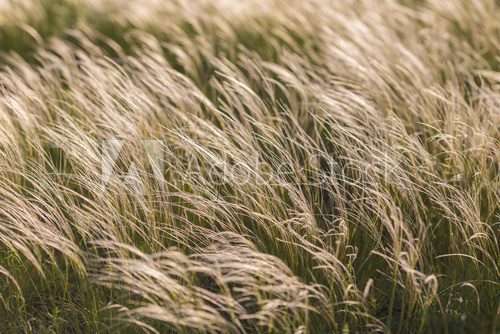 Feather Grass  Trawy Fototapeta