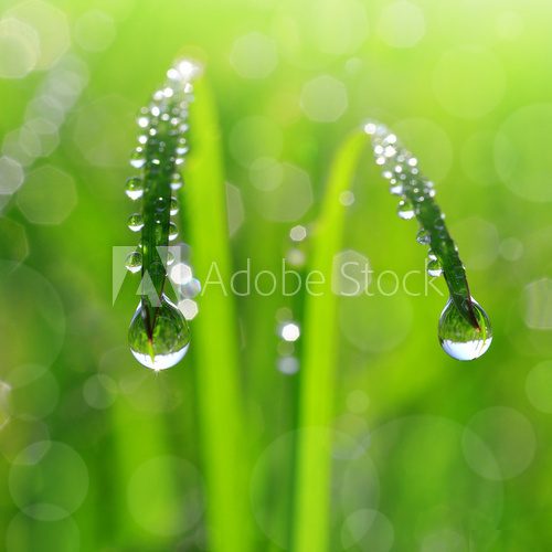 Poranny prysznic na trawie Trawy Fototapeta