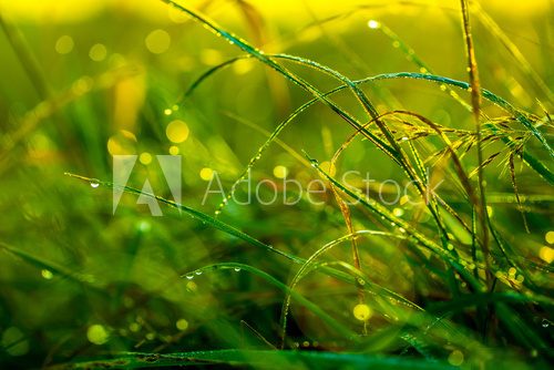 Morning grass after rain in the morning sun backlit.Macro  Trawy Fototapeta