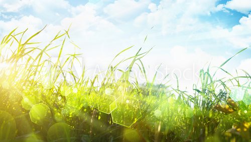 Green grass and bright sun  Trawy Fototapeta