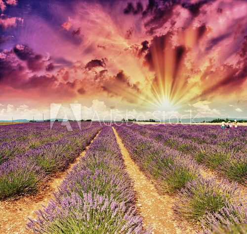 Lavender meadows in summer, Provence - France  Prowansja Fototapeta