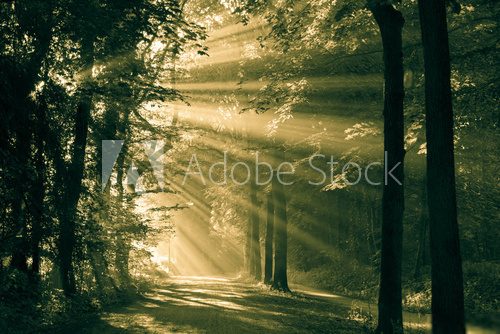 Sun rays shining through the trees, vintage look.  Las Fototapeta