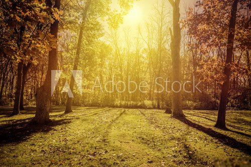 Sunlight in the park - autumn season  Las Fototapeta