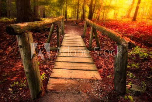 Footbridge path through woods in magical light  Las Fototapeta