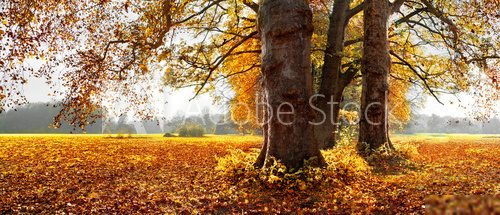 Beautiful autumn trees. Park in Autumn. Panorama.  Las Fototapeta