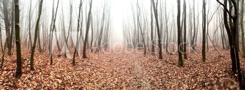 Herbstlaub im Wald  Las Fototapeta