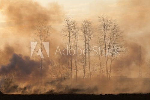 forest in fire with smoke  Las Fototapeta