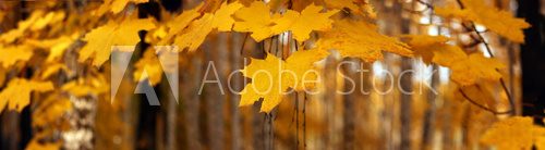 Yellow autumn maple leaves â banner, panoroma  Las Fototapeta