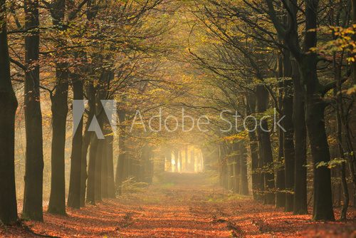 Warm autumn colors in a lane in the forest.  Las Fototapeta