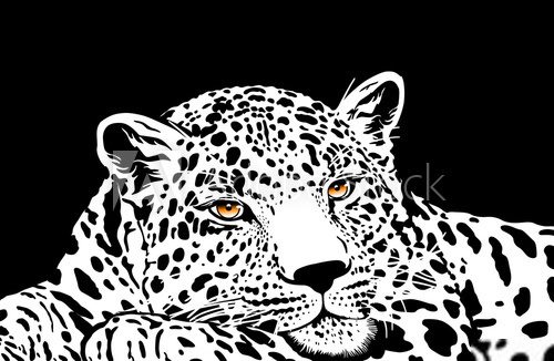 leopard with gold eyes  Czarno Białe Obraz