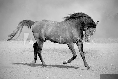 Galloping black horse  Czarno Białe Obraz