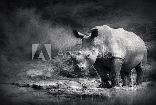 White Rhinoceros  Czarno Białe Obraz