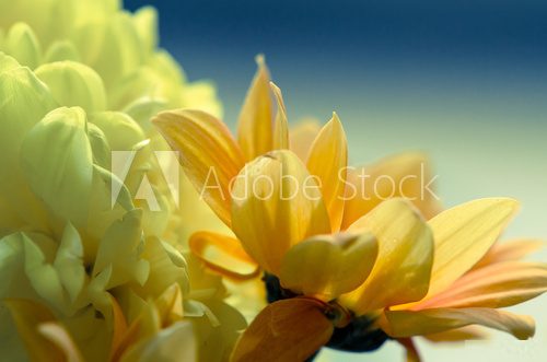 Mieszanka florystyczna. Żółty na ścianie. Kwiaty Fototapeta