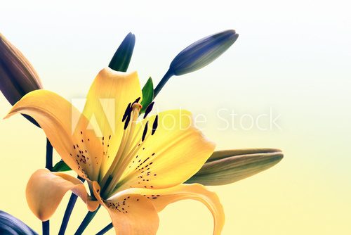 Żółte lilie. Piękny dar natury. Kwiaty Fototapeta