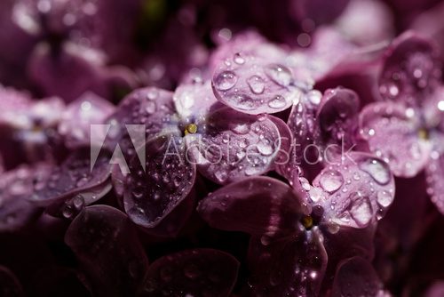 Lilie w jasnej purpurze Kwiaty Fototapeta