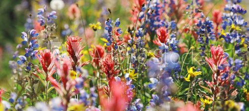 Letnie, pachnące łąki Kwiaty Fototapeta