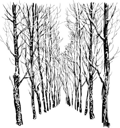 Trees in the winter park  Drawn Sketch Fototapeta