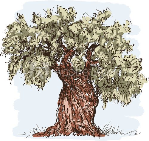 olive tree  Drawn Sketch Fototapeta