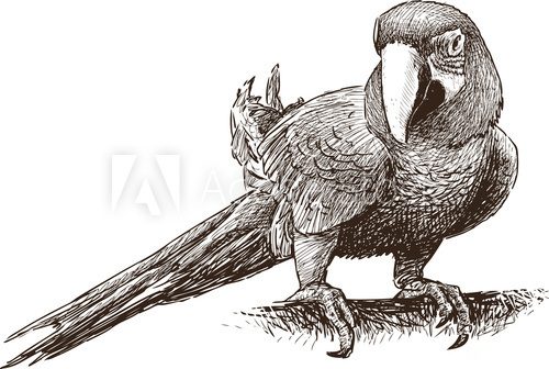 parrot macaw  Drawn Sketch Fototapeta