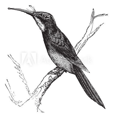 Green-tailed Jacamar or Galbula galbula vintage engraving  Drawn Sketch Fototapeta