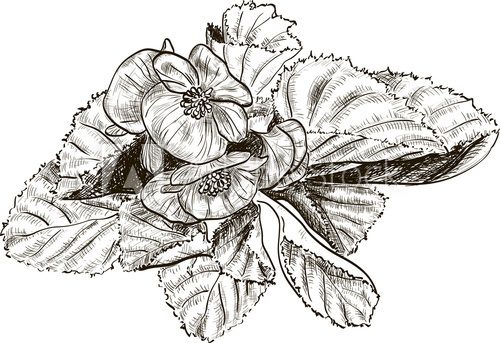 Hand drawing begonia flower  Drawn Sketch Fototapeta