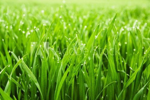 W zielonym rytmie łąki Trawy Fototapeta