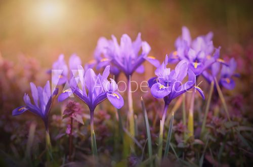 Iris flower bloom early spring  Kwiaty Obraz