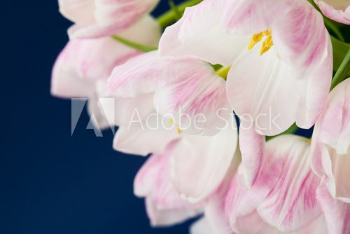 Pink tulips in vase on dark blue background  Kwiaty Obraz