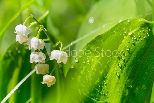 Lilly of the valley  Kwiaty Obraz