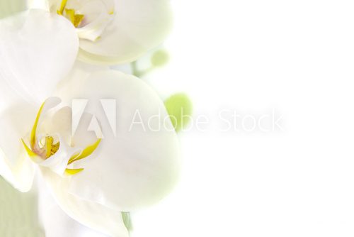 orquÃ­dea blanca sobre fondo blanco  Kwiaty Obraz