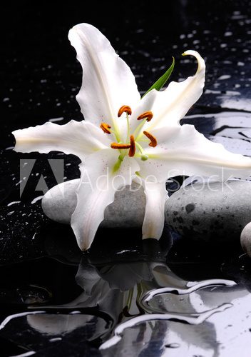 Macro of white lily with therapy stones  Kwiaty Obraz