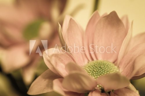 chrysanthemum flower  Kwiaty Obraz