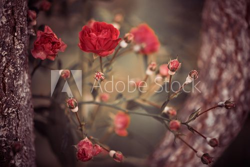 wild roses bush branches between tree branches  Kwiaty Obraz