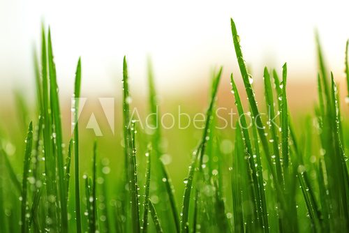 Green wet grass with dew on a blades  Obrazy do Łazienki Obraz