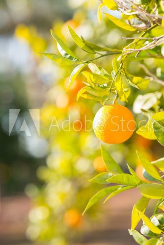 Valencia orange trees  Owoce Obraz