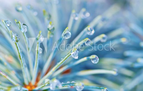 Blue spruce with drops of snow melting, macro  Styl skandynawski Fototapeta